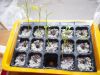 空芯菜（エンサイ・エンツァイ）の水耕栽培開始！