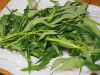 空芯菜（エンツァイ）の収穫！